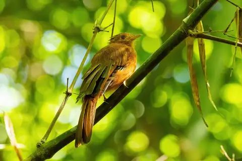 Rufous Twistwing