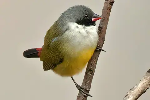 Angola Waxbill