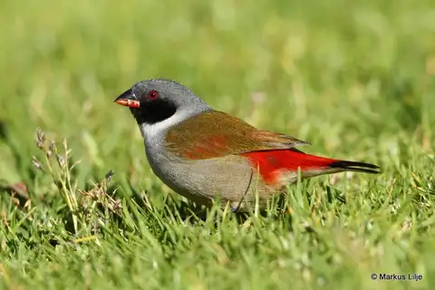Swee Waxbill