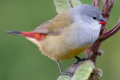 Yellow-bellied Waxbill