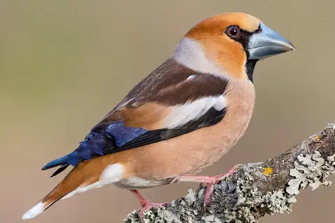 Hawfinch