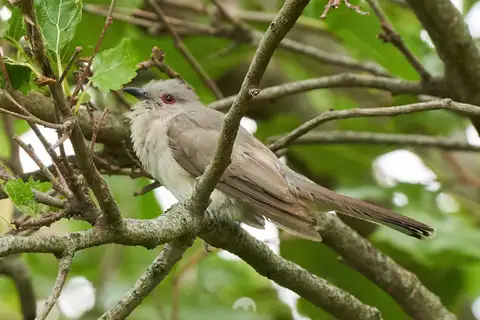 Ash-colored Cuckoo