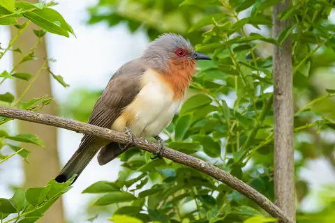 Dwarf Cuckoo