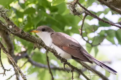 Yellow-billed Cuckoo