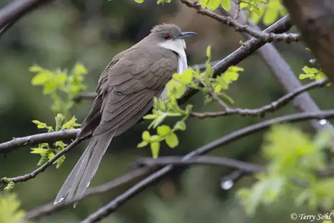 Black-billed Cuckoo