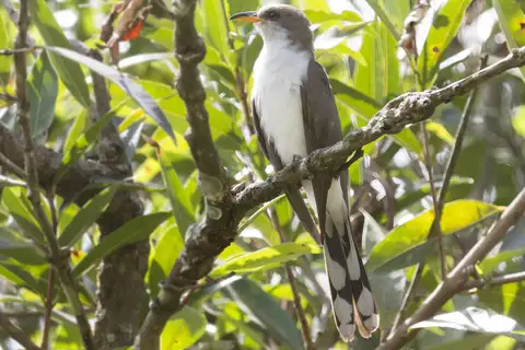 Pearly-breasted Cuckoo