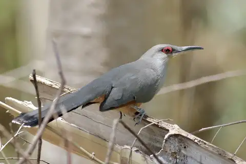 Hispaniolan Lizard Cuckoo