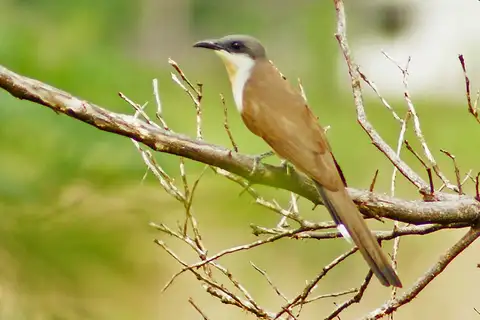Dark-billed Cuckoo