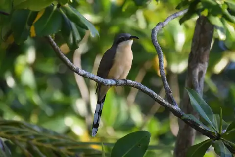 Mangrove Cuckoo