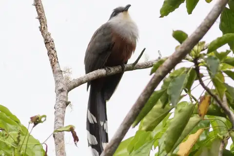 Chestnut-bellied Cuckoo