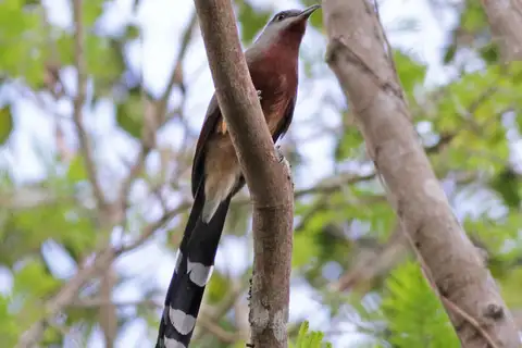 Bay-breasted Cuckoo