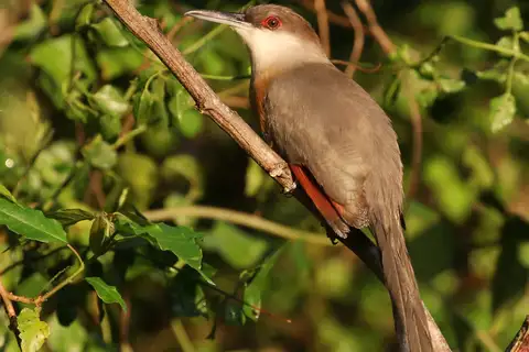 Jamaican Lizard Cuckoo