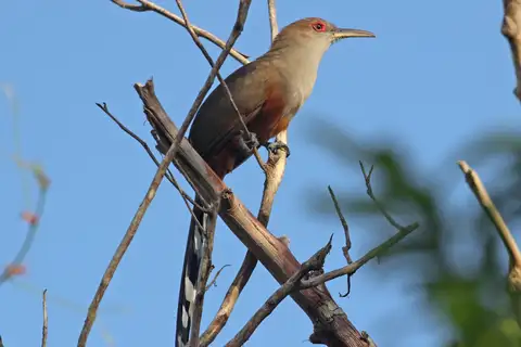 Puerto Rican Lizard Cuckoo
