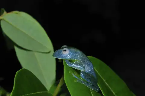 Wilhelmina Cochran Frog