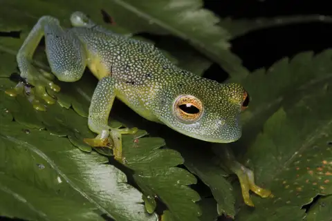 Granular Glass Frog