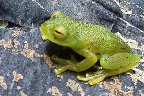Ramirez's Cochran Frog