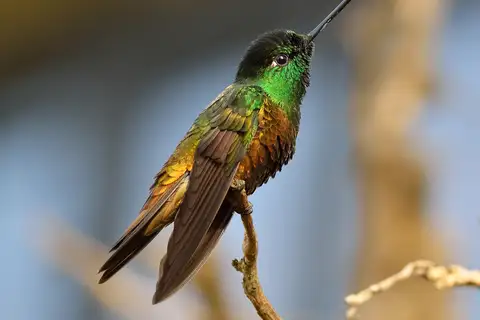 Golden-bellied Starfrontlet