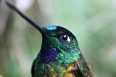 Golden-tailed Starfrontlet