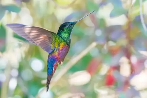 Blue-throated Starfrontlet