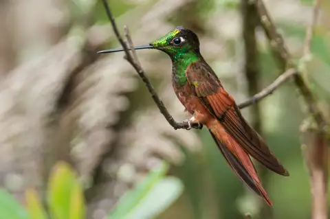 Rainbow Starfrontlet