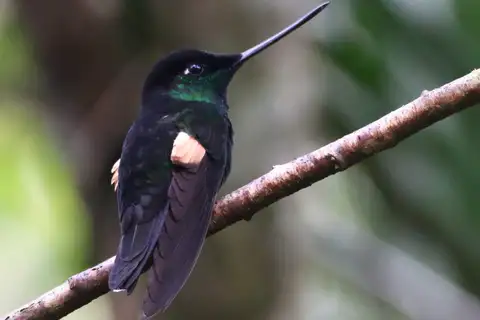 Buff-winged Starfrontlet