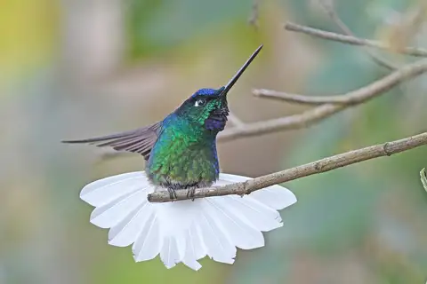 White-tailed Starfrontlet