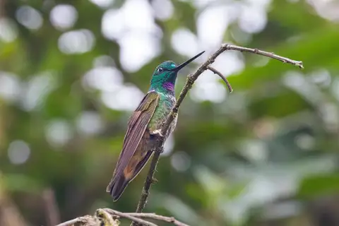 Violet-throated Starfrontlet