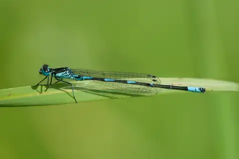 Variable Bluet