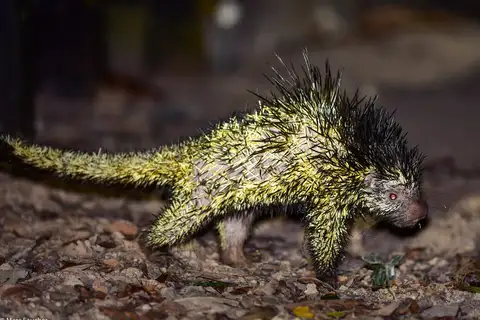 Bicolor-spined Porcupine