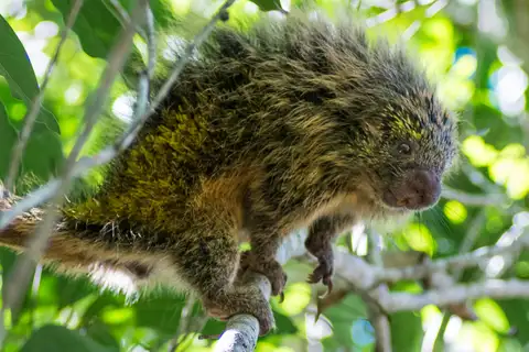 Orange-spined Hairy Dwarf Porcupine