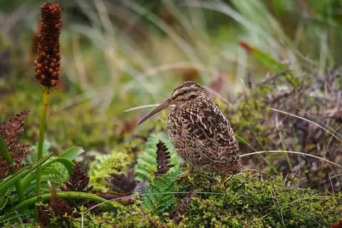 Subantarctic Snipe
