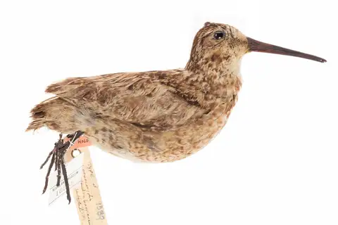 North Island Snipe