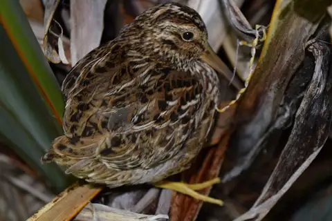 Chatham Islands Snipe