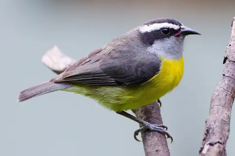 Bananaquit