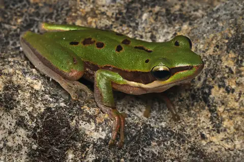 Slender Tree Frog