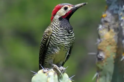 Black-necked Woodpecker