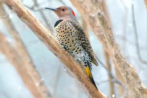 Northern Flicker