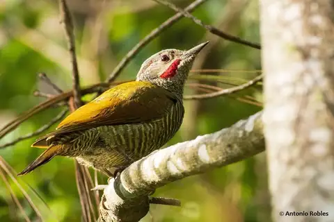 Grey-crowned Woodpecker