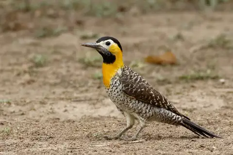 Campo Flicker