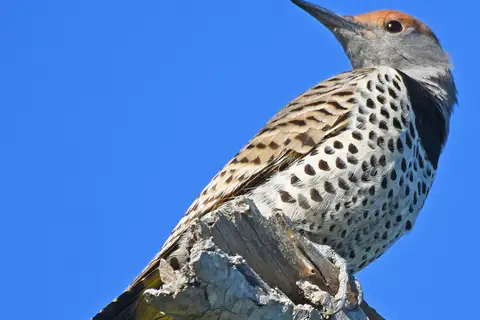 Gilded Flicker