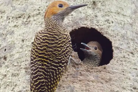 Fernandina's Flicker