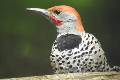 Guatemalan Flicker