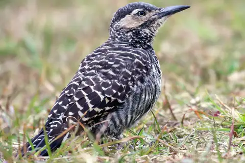 Chilean Flicker