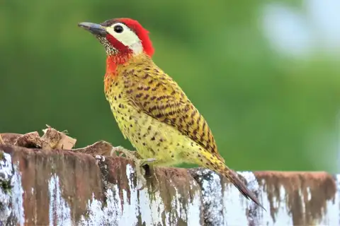 Spot-breasted Woodpecker