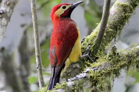Crimson-mantled Woodpecker