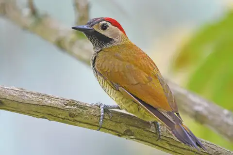 Golden-olive Woodpecker