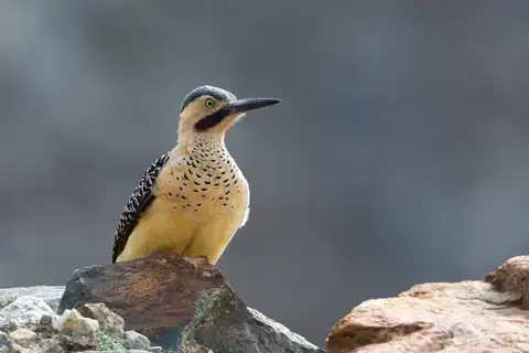 Andean Flicker