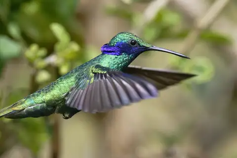 Sparkling Violetear