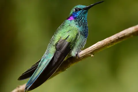 White-vented Violetear