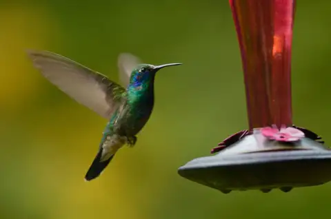 Mexican Violetear